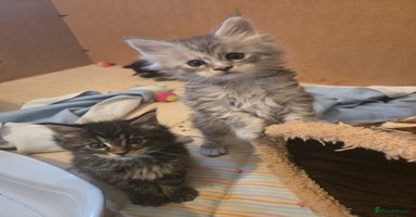 Maine Coon cats - Advert 2