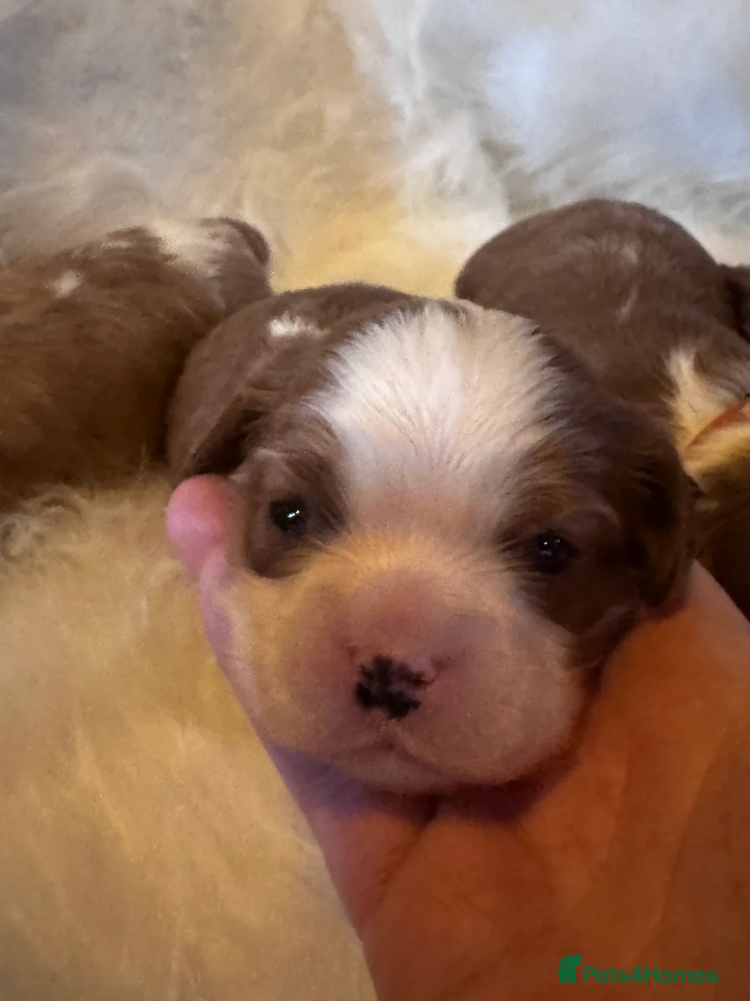 Cavalier King Charles Spaniel dogs for sale: Cavalier King Charles KC reg DNA 5* home breed - Advert 30