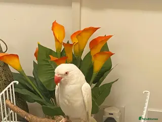 Parakeets birds Beautiful White Parakeet male Semi tame playful - Advert 4