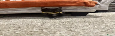Maine Coon 4 (yellow collar)