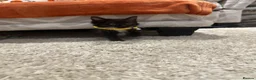 Maine Coon cats for sale: Maine coon x tuxedo kittens in Wisbech - Advert 6