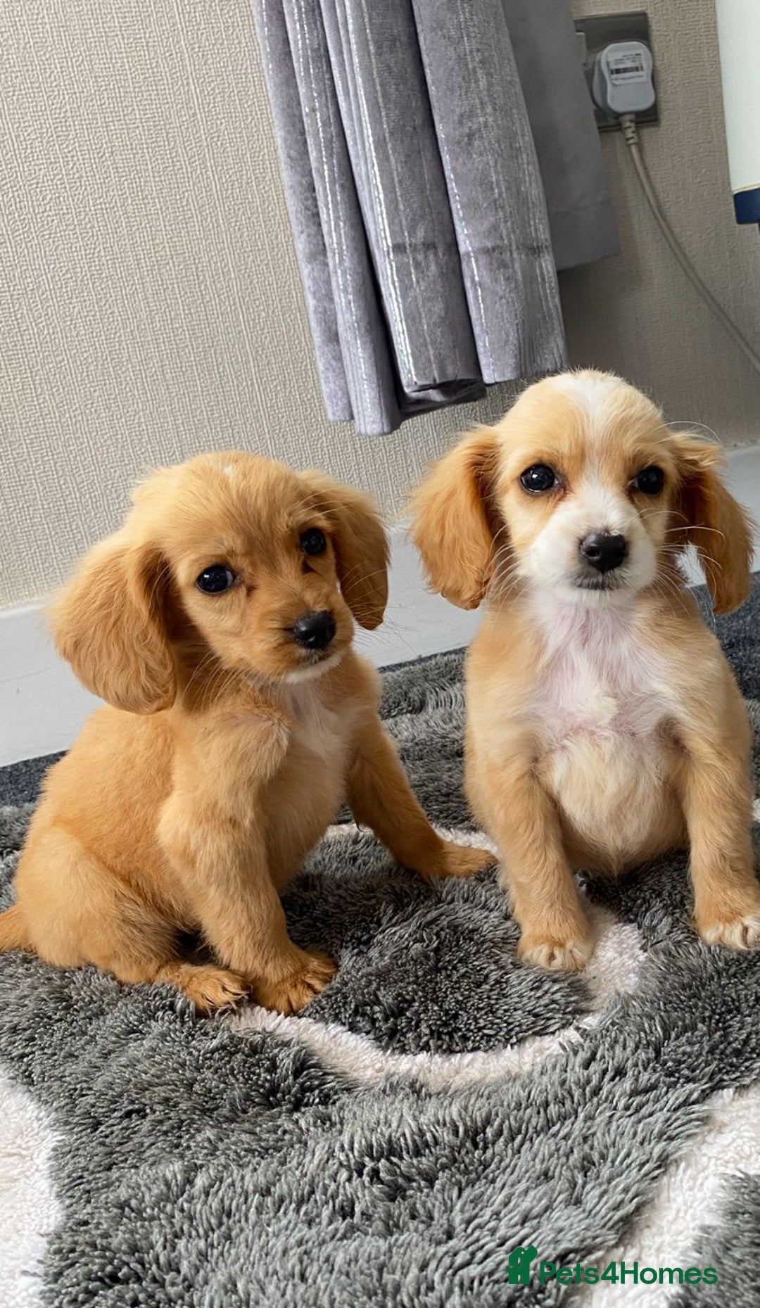 Cockapoo dogs for sale: Cockapoo puppies  - Image 1