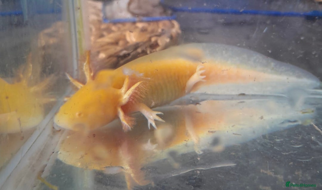 Axolotl reptiles for sale: Axolotls for sale- Pink, Wild and Golden varieties - Image 2