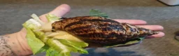 Snails invertebrates for sale: Tiger stripe albino giant african land snail  - Advert 1