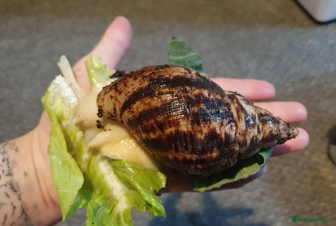 Snails invertebrates for sale: Tiger stripe albino giant african land snail  - Advert 1