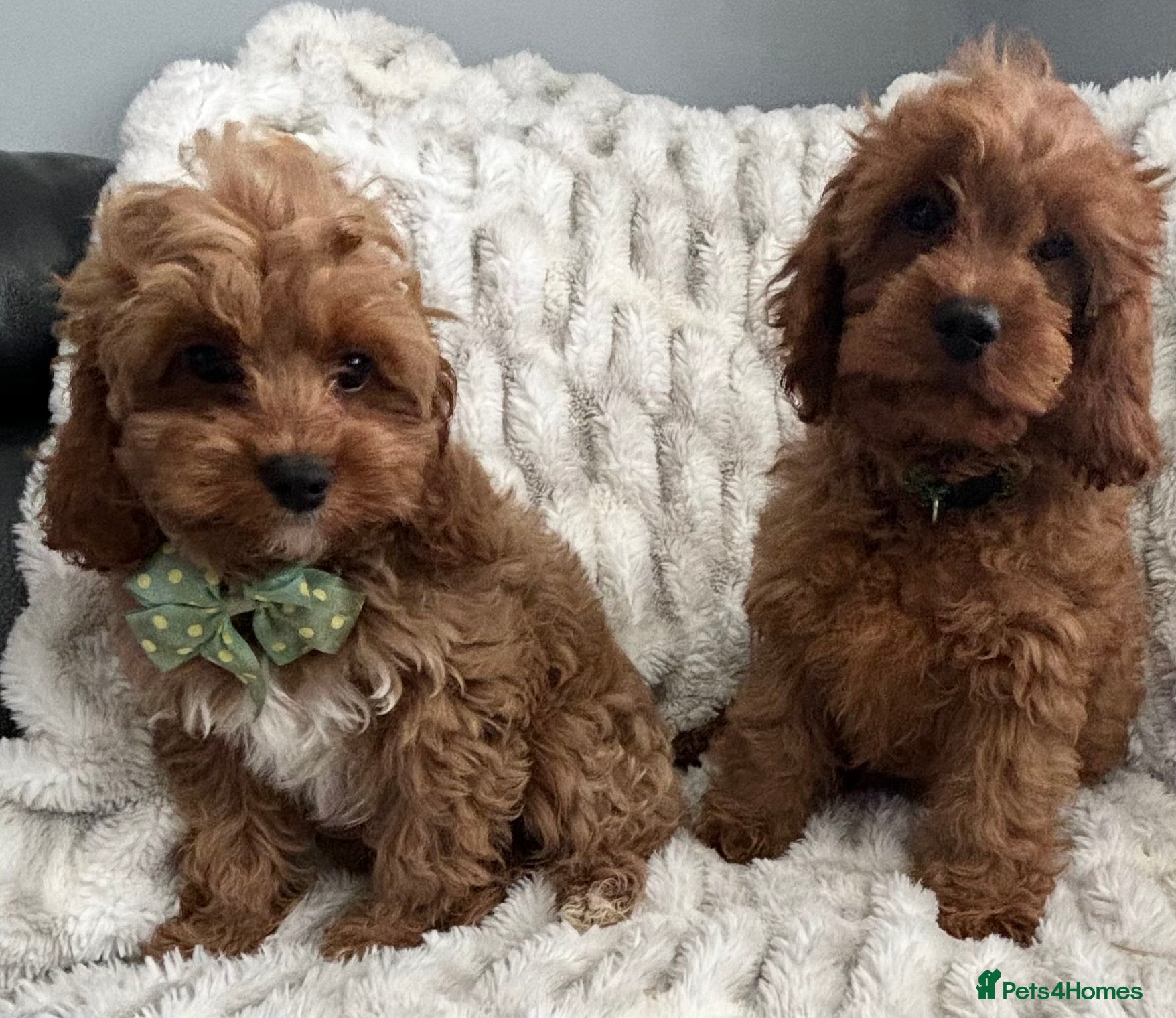 Cavapoo dogs F1 DEEP FOX RED EXTENSIVELY HEALTH TESTED BABIES  - Advert 3