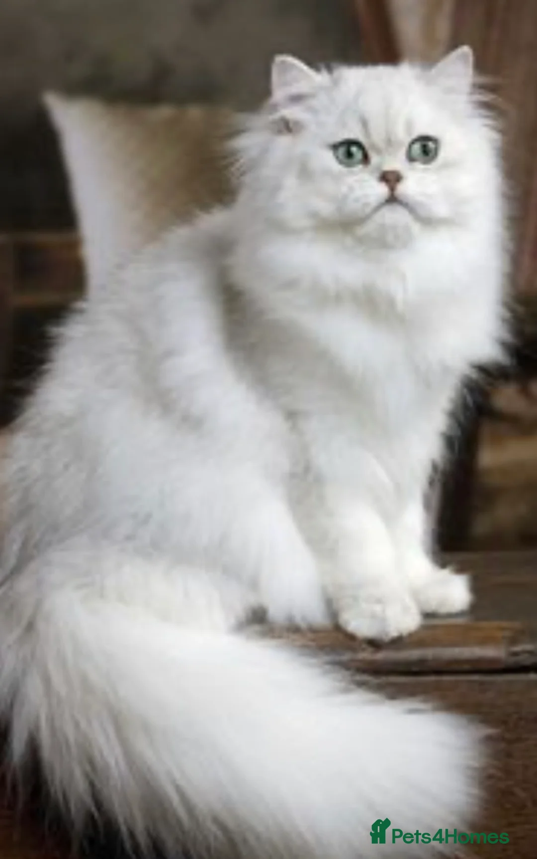 Persian cats for sale: Chinchilla Persian  in Redcar - Advert 1
