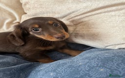 Dachshund dogs for sale: Mini Dachshund long haired  - Image 6