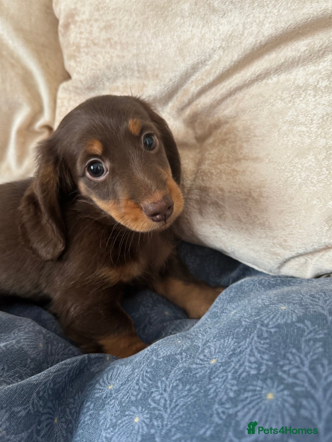 Dachshund dogs for sale: Mini Dachshund long haired  - Image 6