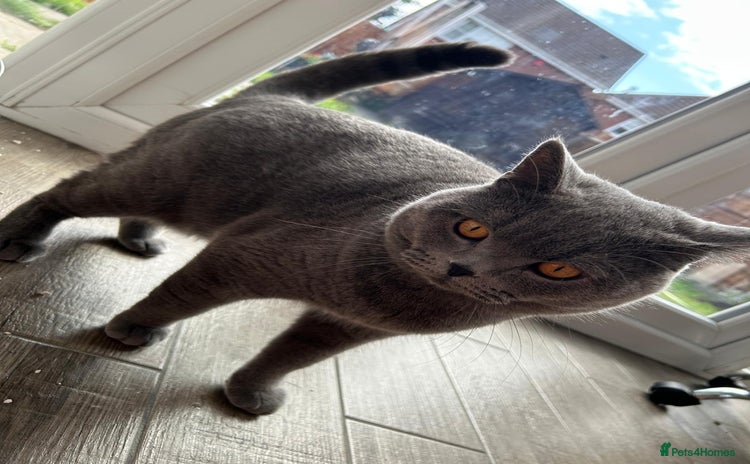 British Shorthair cats - Advert 2