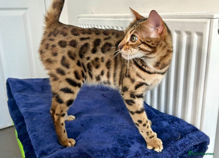 Bengal cats Beautiful Brown Spotted Bengal Female Wanda - Advert 2