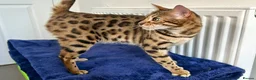 Bengal cats for sale: Beautiful Brown Spotted Bengal Female Wanda - Advert 1