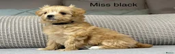 Maltipoo dogs for sale: A BEAUTIFUL ARRAY OF COLOURS AND LOVELINESS  - Advert 9