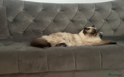 Persian cats for stud: PKD negative Himalayan Persian cat for stud only - Image 4