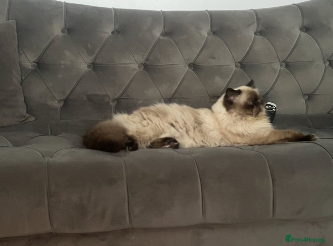 Persian cats for stud: PKD negative Himalayan Persian cat for stud only - Image 4