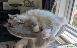 Ragdoll cats for sale: Stunning Tri colour ragdoll kitten  - Image 5