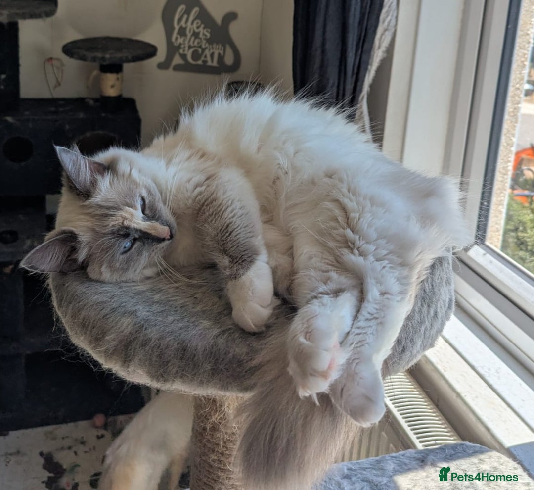 Ragdoll cats for sale: Stunning Tri colour ragdoll kitten  - Image 5