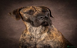 Great Dane dogs for sale: Stunning Brindle/Fawn Great Dane Waiting List Open - Image 1