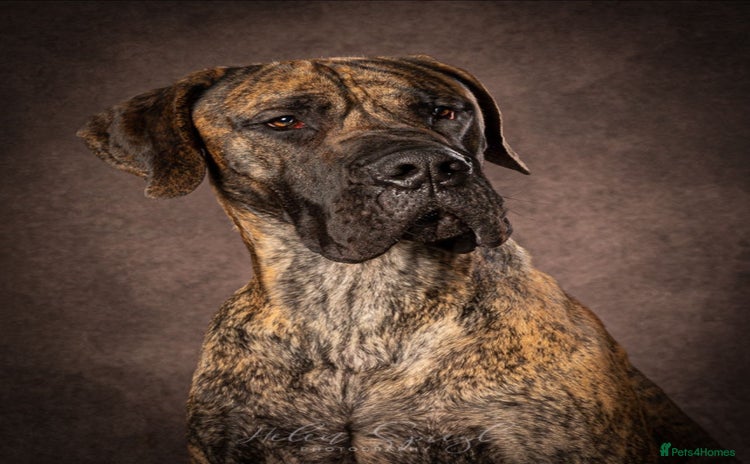 Great Dane dogs - Advert 1