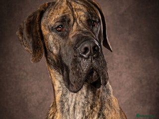 Great Dane dogs - Advert 21