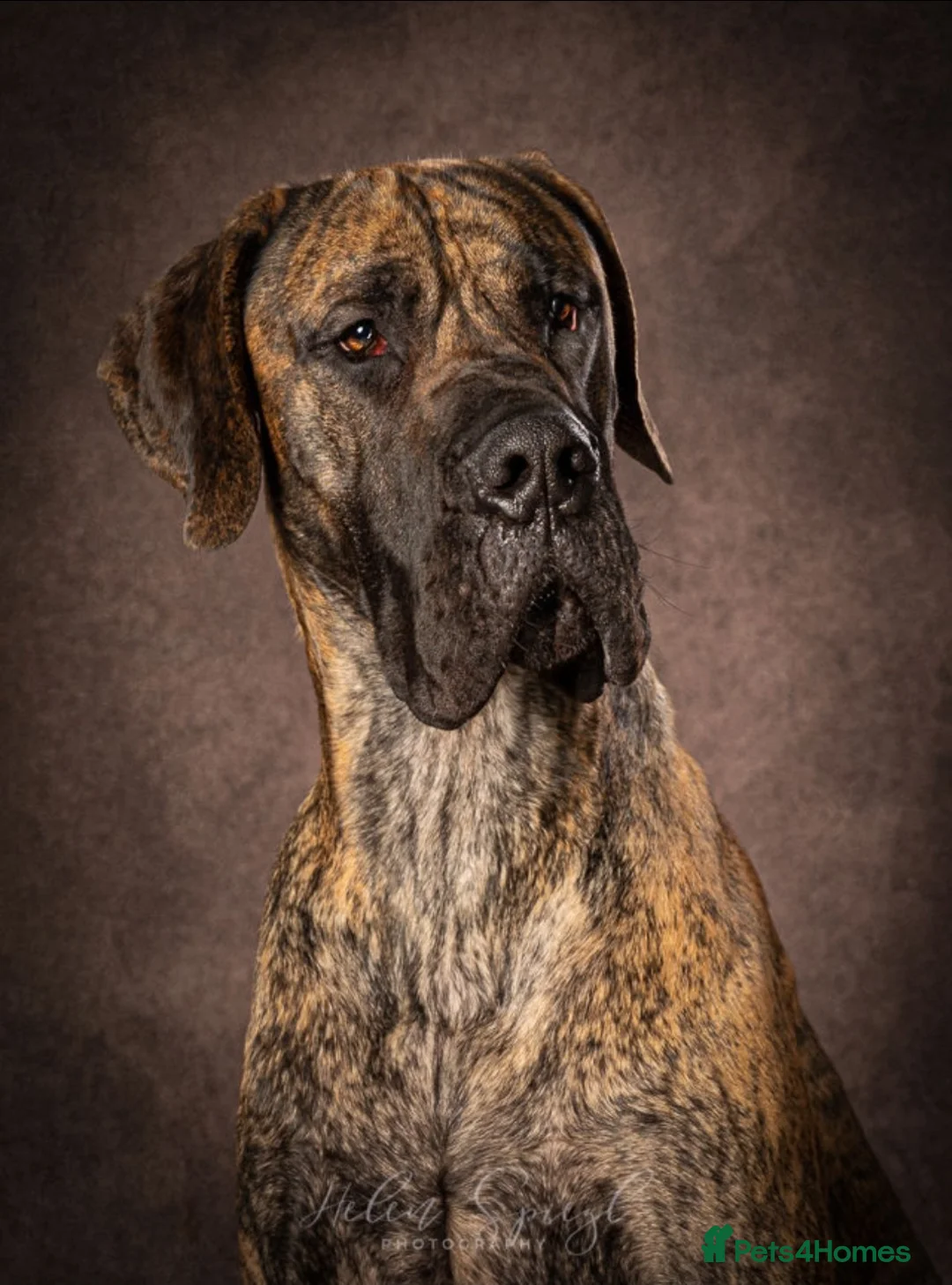 Great Dane dogs for sale: READY,FULLY VACC'D Stunning Brindle Great Dane Pup - Advert 6