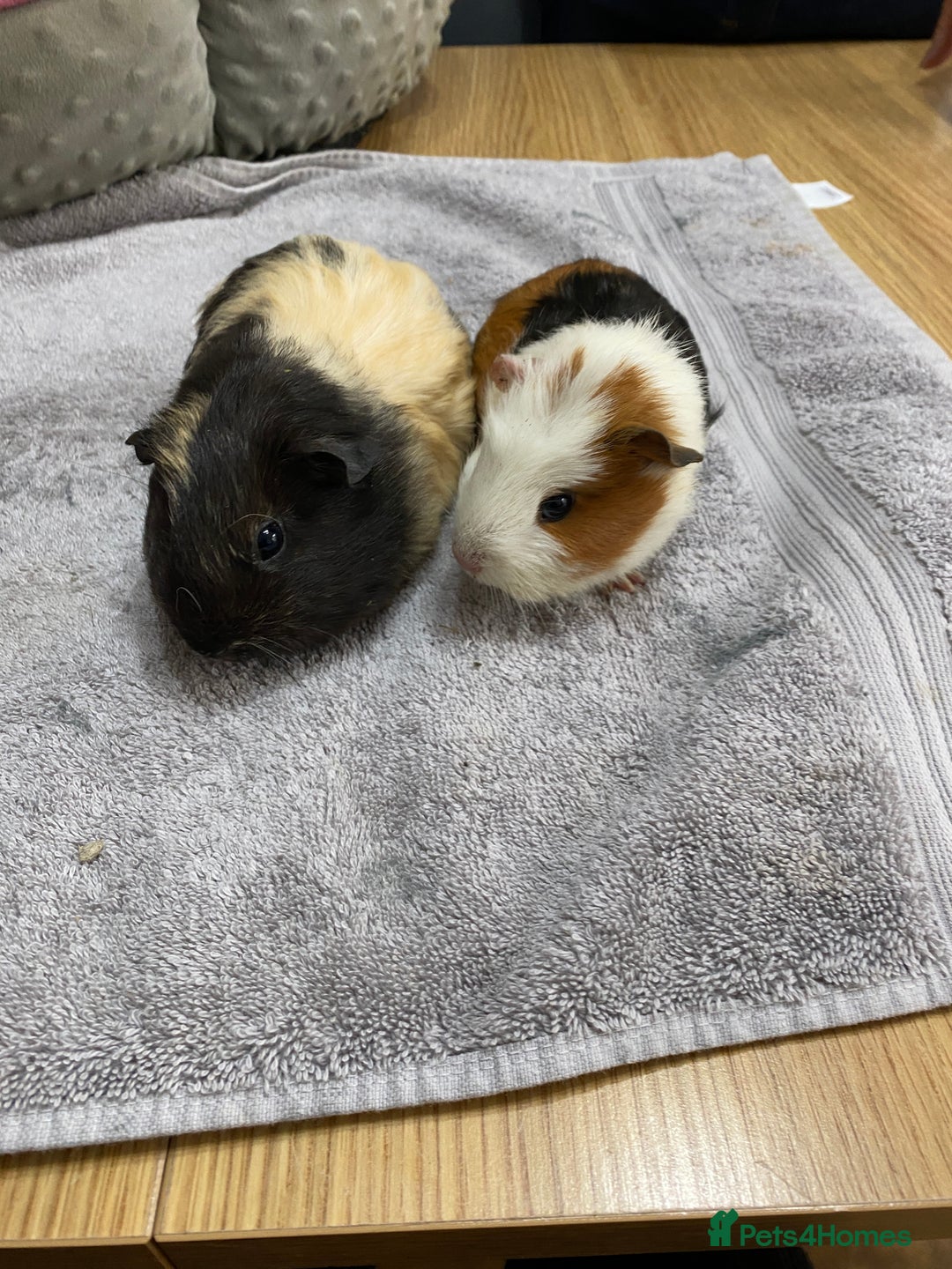 Guinea Pig rodents for sale: 2 Female Guinea Pigs - Image 1