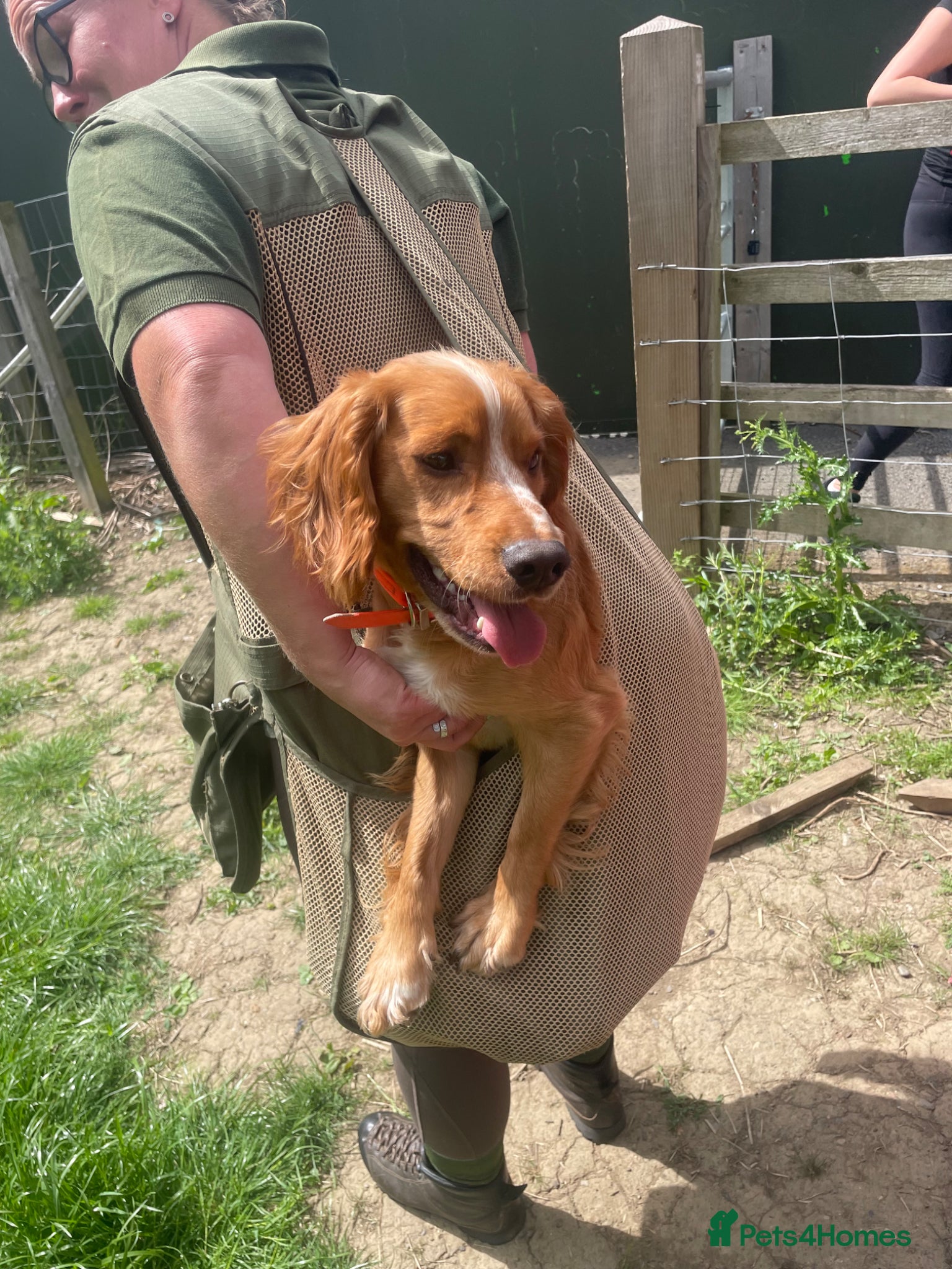 Cocker Spaniel dogs for stud: 2.6 year KC working cocker PROVEN - Advert 3