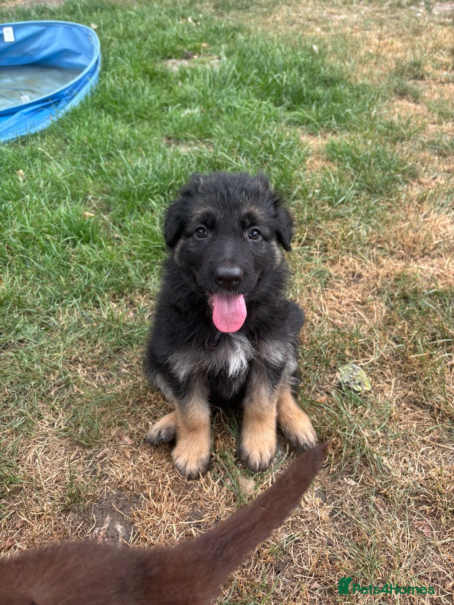 German Shepherd dogs German Shepherd puppies – Kennel Club registered - Advert 5