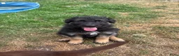German Shepherd dogs for sale: German Shepherd puppies – Kennel Club registered - Advert 2