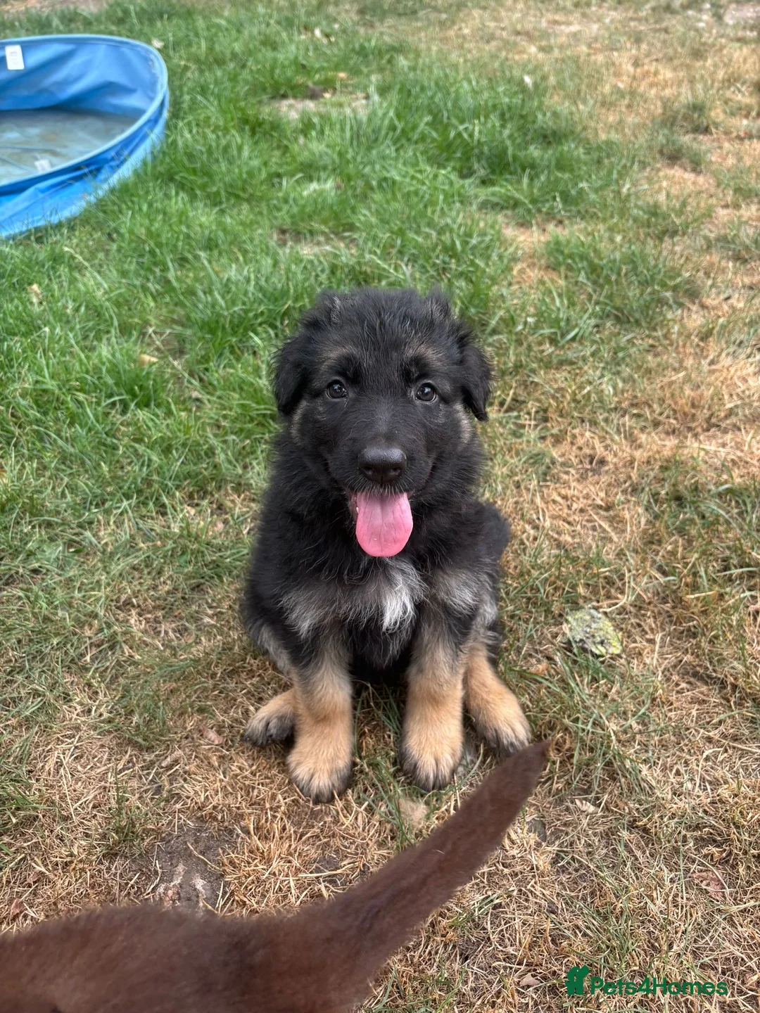 German Shepherd dogs for sale: German Shepherd puppies – Kennel Club registered - Advert 2