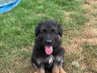 German Shepherd dogs German Shepherd puppies – Kennel Club registered - Advert 5