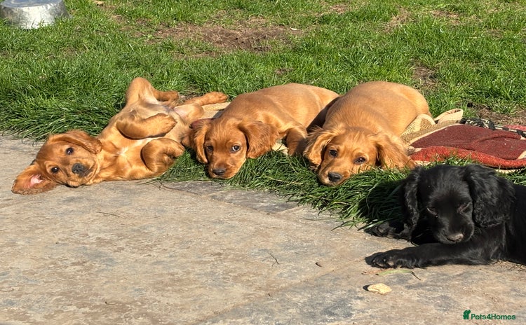 Cocker Spaniel dogs - Advert 7