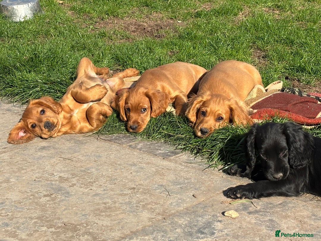 Cocker Spaniel dogs for sale: Beautiful Cocker Spaniel Puppies 🖤🧡 - Image 1