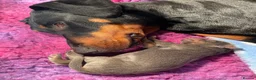 Dobermann dogs for sale: *KC REGISTERED* HEALTH TESTED DOBERMAN PUPPIES* in Rossendale - Advert 8