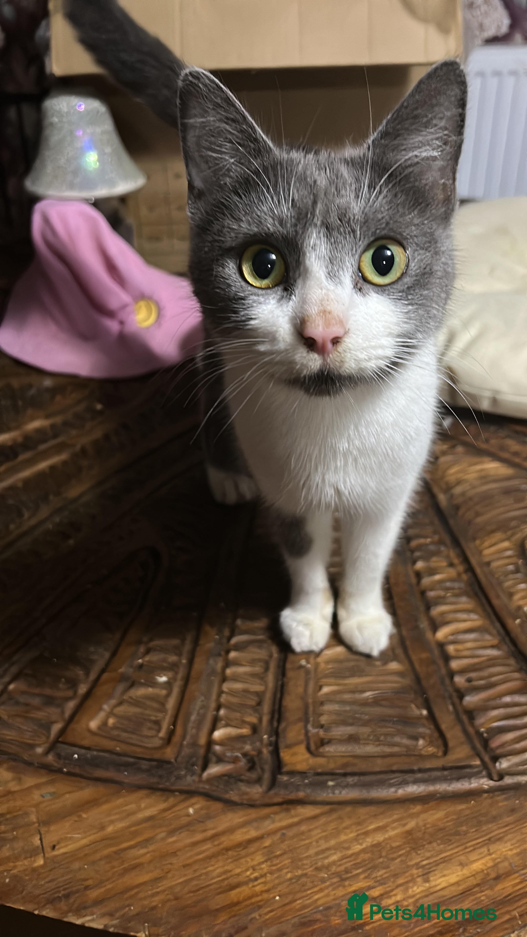 Mixed Breed cats Half ragdoll - Advert 1