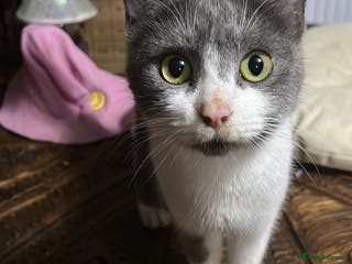 Mixed Breed cats Half ragdoll - Advert 1