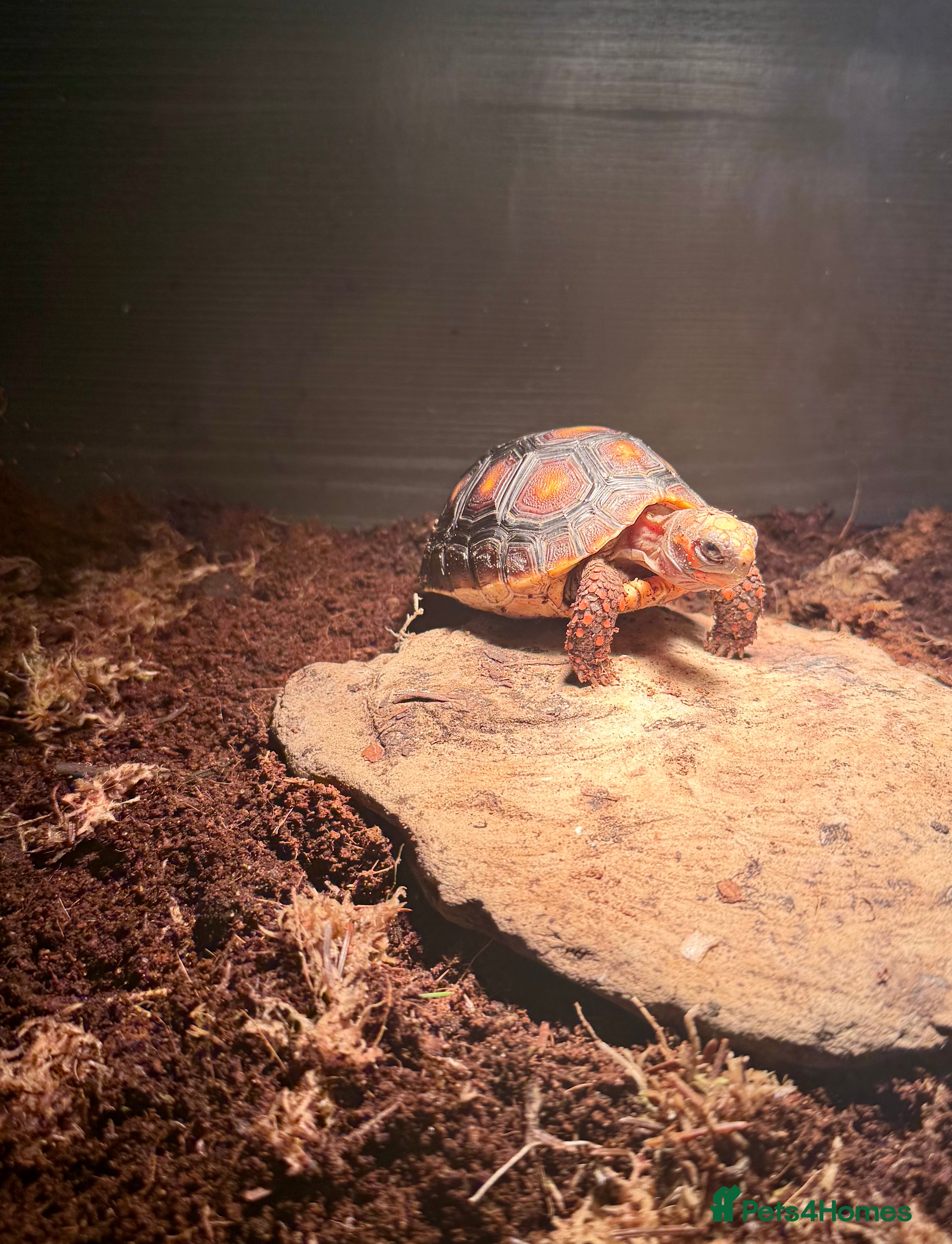 Tortoise reptiles Red footed tortoise  - Advert 1