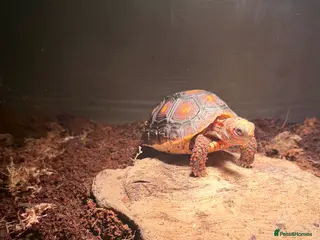 Tortoise reptiles Red footed tortoise - Advert 1