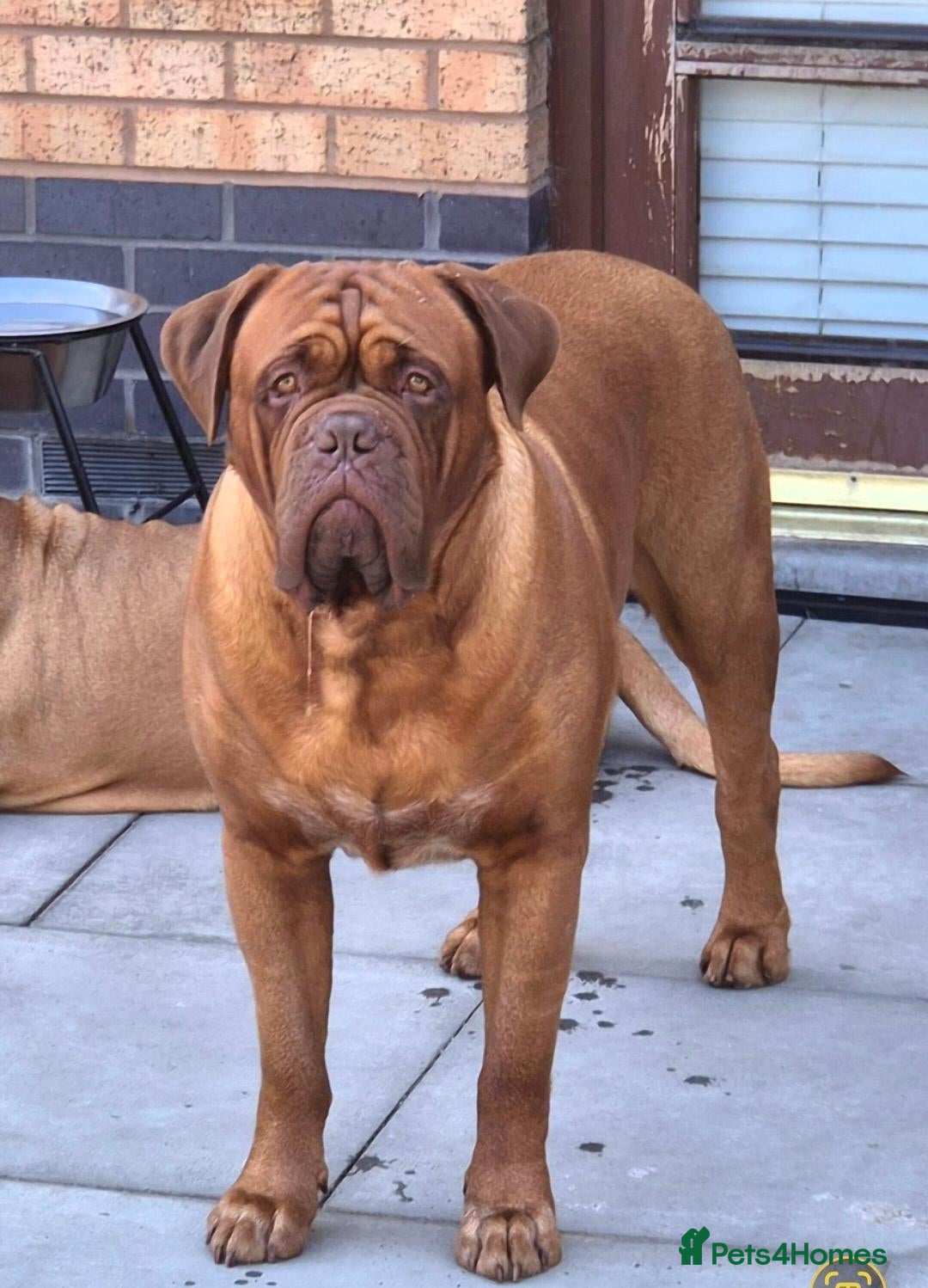 Dogue De Bordeaux dogs Big Dougie for Stud - Advert 2