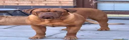 Dogue De Bordeaux dogs for stud: Big Dougie for Stud - Advert 1