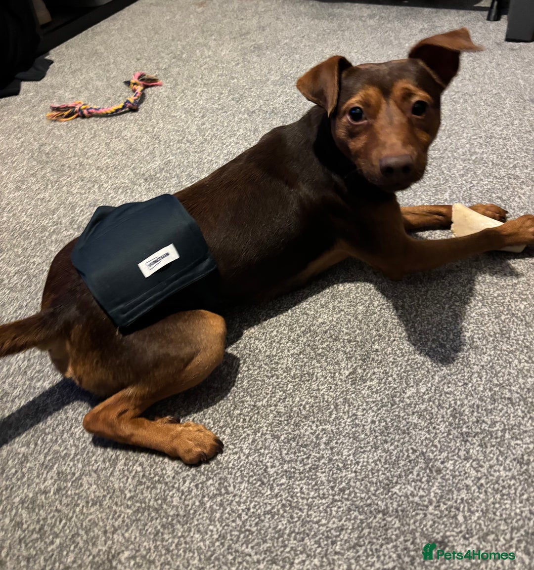 Jack Russell dogs for sale: 18 month Jack Russell male - Advert 2