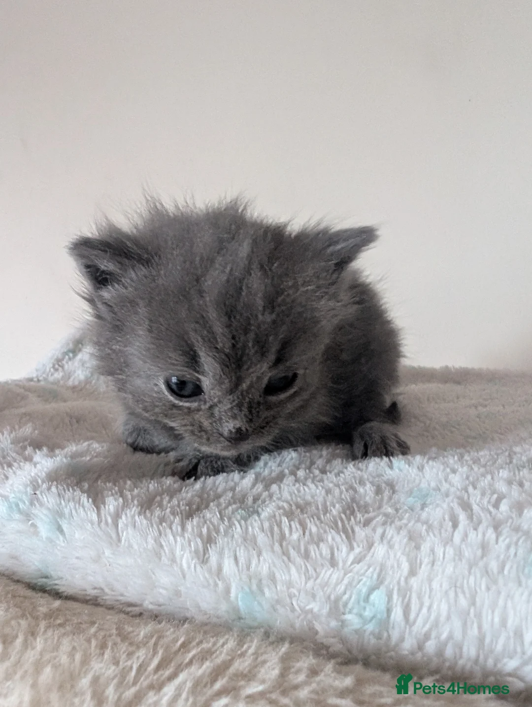 Mixed Breed cats for sale: Ragdoll/ British short hair - Advert 2