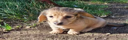 Dachshund dogs for sale: 4 Long Haired Mini Dachshunds beautifully stunning - Advert 19
