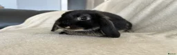 Mini Lop rabbits for sale: Mini Lops Ready To Leave Now  - Advert 5