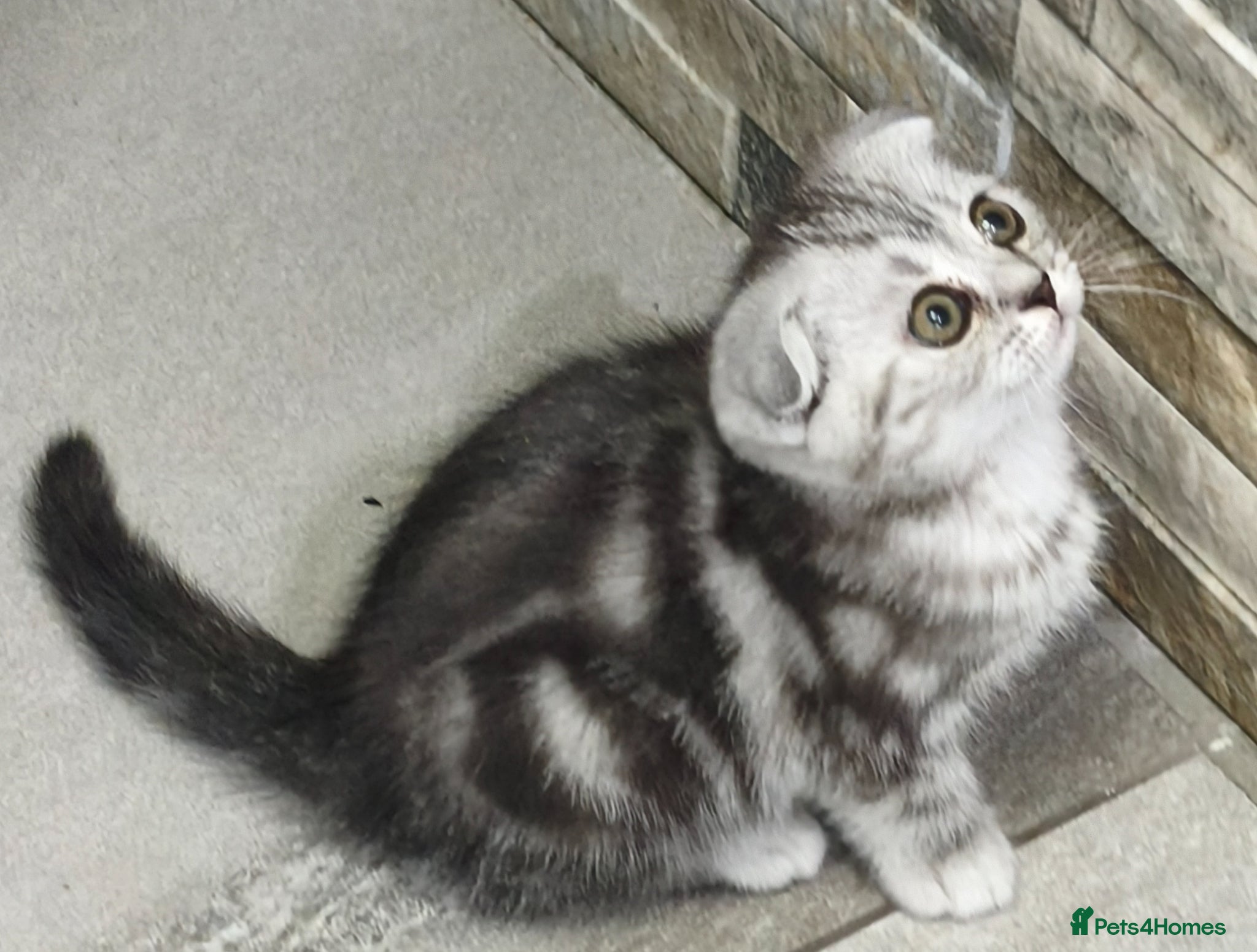 Scottish Fold cats Scottish Fold & Straight Kittens–Silver Tabby - Advert 2