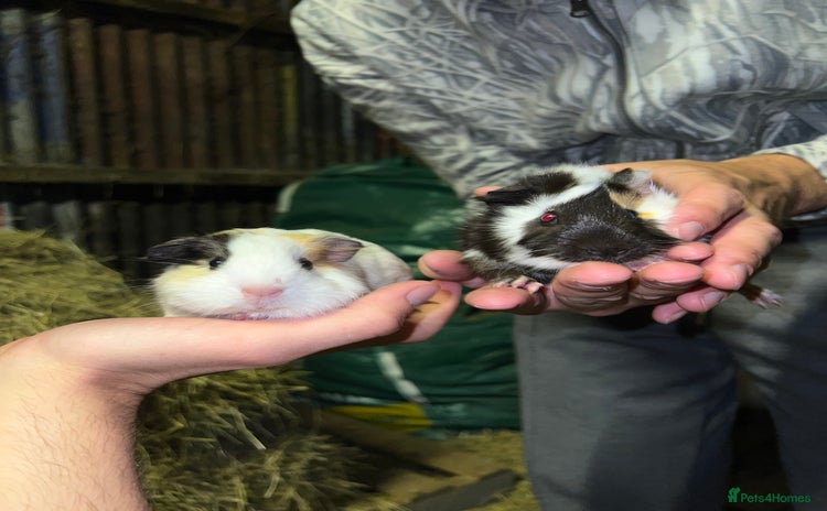 Guinea Pig rodents - Advert 14
