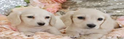 Miniature Dachshund dogs for sale: KC Cream Longhair Miniature Dachshund Puppies - Advert 15