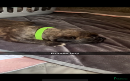 Cane Corso dogs for sale: Cane Corso first litter of puppies !! - Image 15