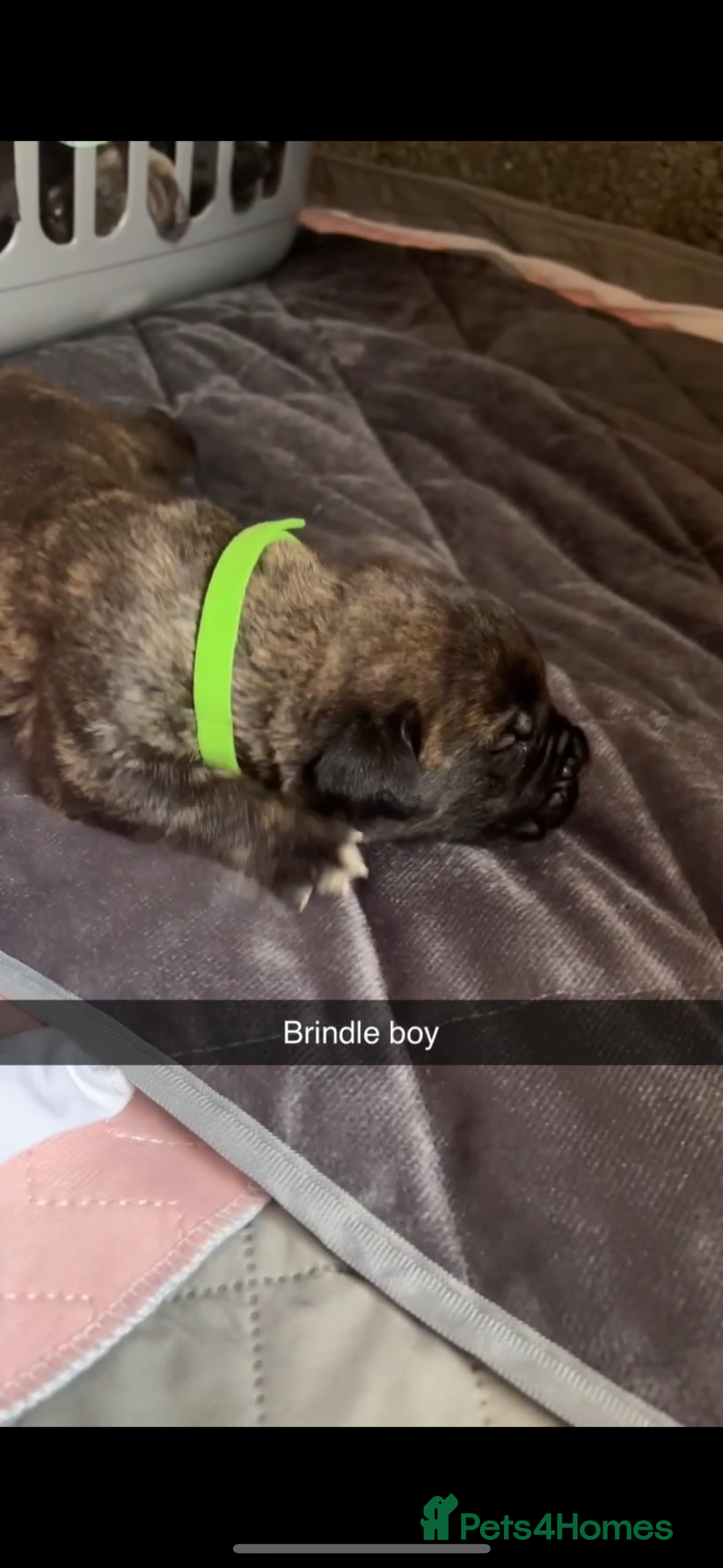 Cane Corso dogs for sale: Cane Corso first litter of puppies !! - Image 15