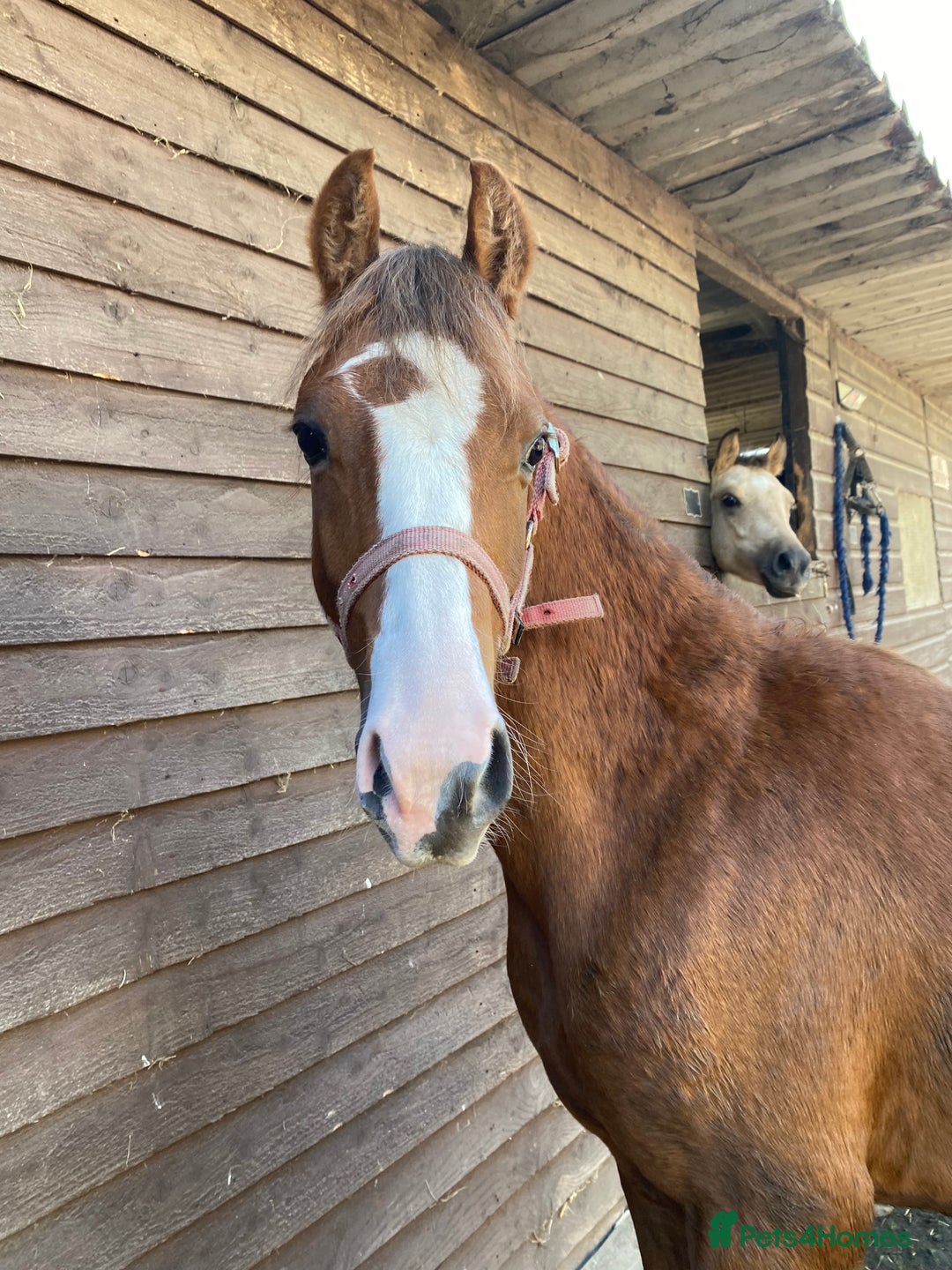 Welsh Section C horses for sale: colt for sale  - Image 11
